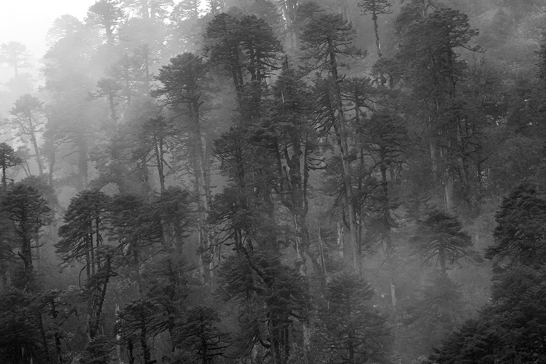 Hutan lebat di Bhutan, 60 % dari seluruh wilayah negeri | junglekey.in
